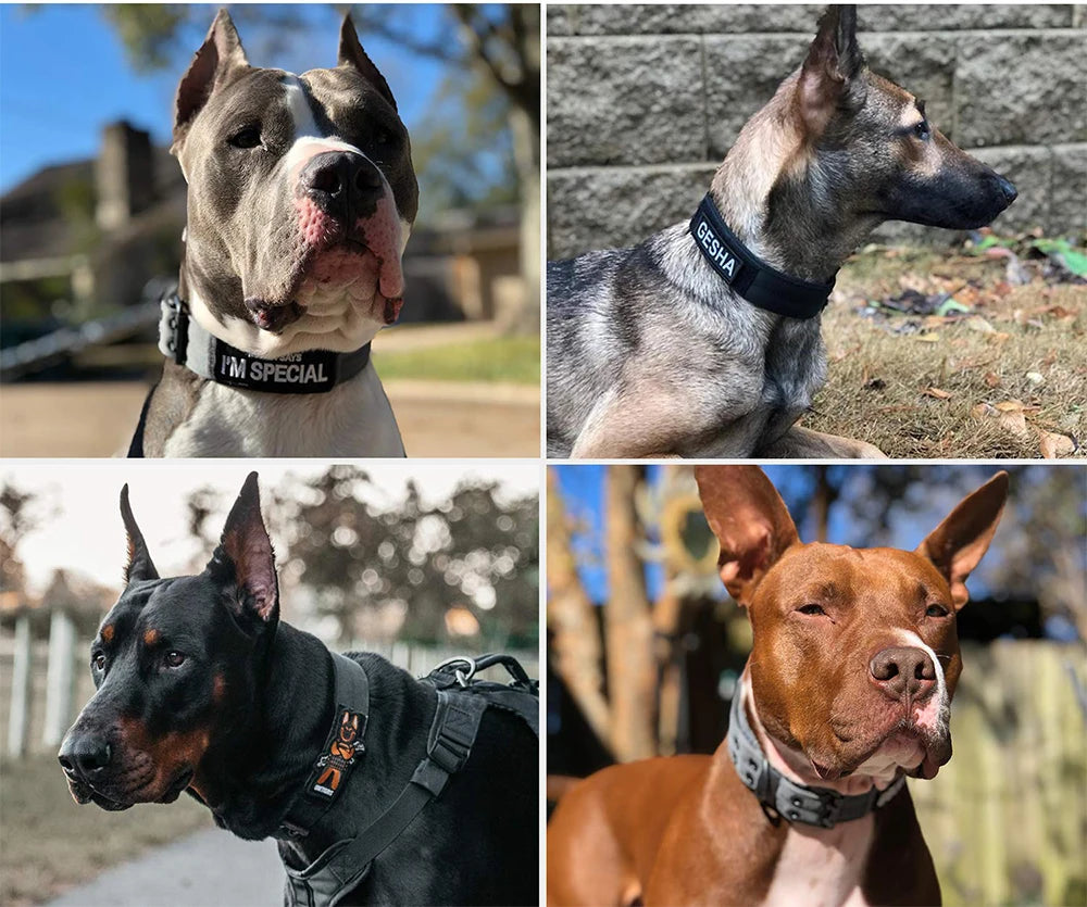 Premium Tactical Dog Collar - Durable Military Nylon